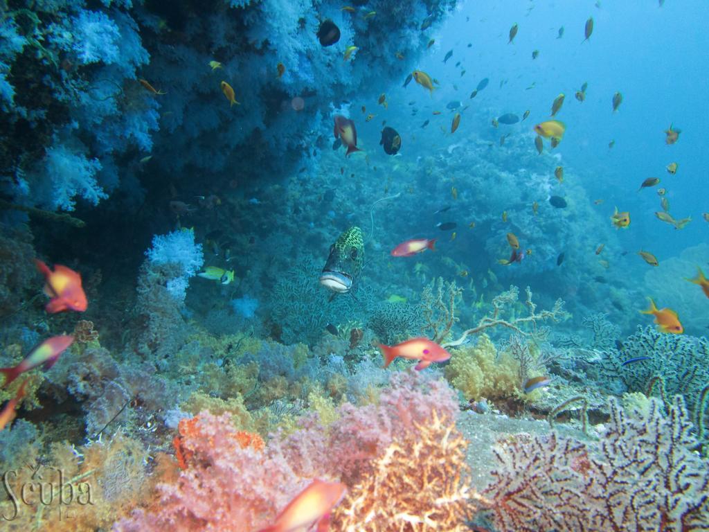 Scuba Inn Omadhoo Exterior foto